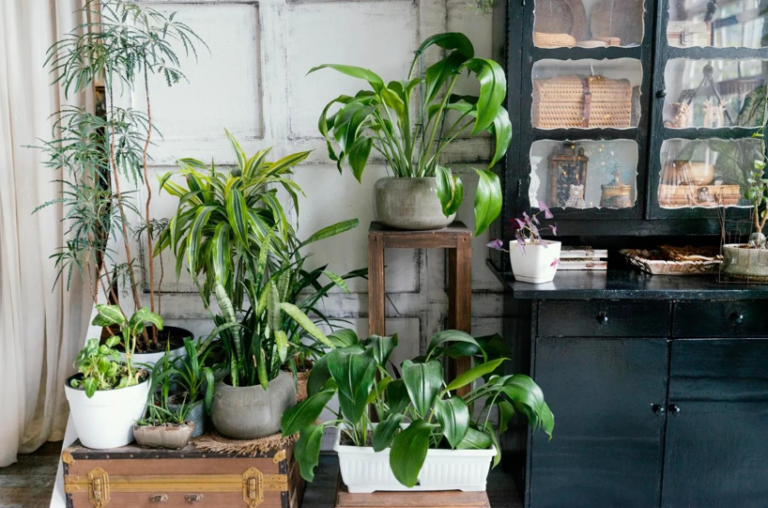 How Greenery Can Transform Your Home’s Atmosphere